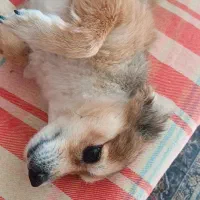 سگ پامر اشپیتز