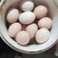 تخم مرغ برهما