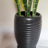 سانسیوریا ابلق شمشیری|گل و گیاه طبیعی|ملایر, |دیوار