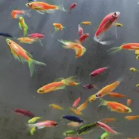 ماهی اکواریومی فیش لند