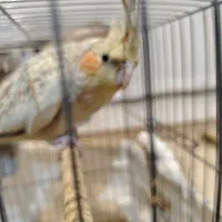 عروس هلندی ماده دون خور آماده برای دستی شدن|پرنده|تهران, منیریه|دیوار