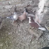 کفتر یا کبوتر