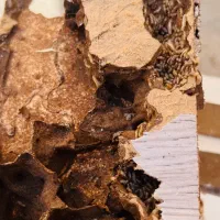 موریانه زدایی با ضمانت کتبی وسمپاشی تخصصی ساس|خدمات نظافت|دزفول, |دیوار