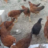 فروش مرغ تخم گذار