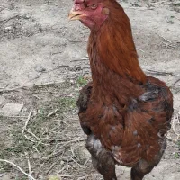 خروس لاری
