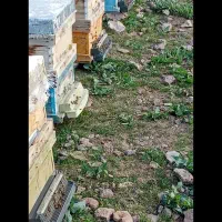 کندو زنبور عسل ۵ الا ۸ قاب