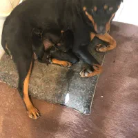 روتوایلر ماده