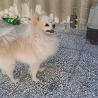 سگ خارجی پامرین نر