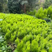 فروش نشا کامیس طلایی|خدمات باغبانی و درختکاری|شیرود, |دیوار