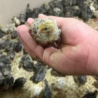 جوجه بلدرچین دوهفته ای دانه ۲۸