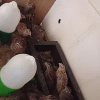 بلدرچین