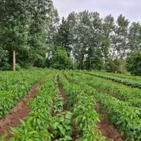 نمایندگی اصل کانادایی کودهای لازم کشاورزی