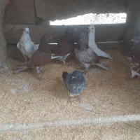 ۸عدد جوجه بوم ندیده و۷عدد کهنه