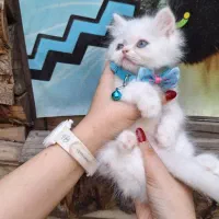 بچه گربه پرشین سفید اصیل ناز