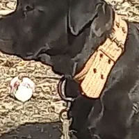 سگ نگهبان روتوایلر