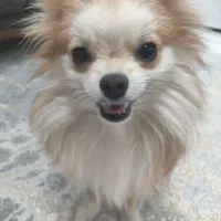 سگ پامر ماده همراه تمام وسایل