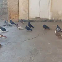 کبوتر دسته بهبانی