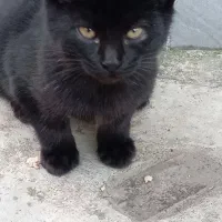 فروش دوعدد بچه گربه گوگولی|گربه|نوشهر, |دیوار