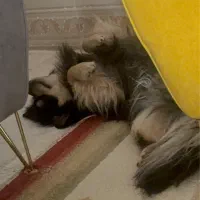 سگ میکس اشپیتز و پامر|سگ|زاهدان, |دیوار