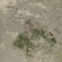 زمین طرح مسکن ملی