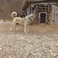 واگذاری پژدر اصیل