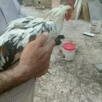 خروس گلین ۷ ماهه