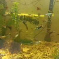 ماهی گوپی *مولد*|ماهی|اصفهان, برزان|دیوار