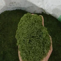 شوید خشک|ماهی|بهبهان, |دیوار