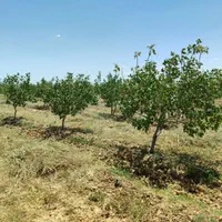 باغ پسته ۲.۵هکتار ۱۰ساله۱۲ساعت اب ۲۰کیلومتری مشهد|فروش دفتر صنعتی، کشاورزی، تجاری|مشهد, تبادکان|دیوار