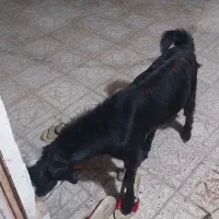 چپشت چاق|حیوانات مزرعه|میناب, |دیوار