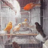 خرید قناری تک و تعداد