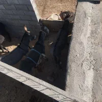 خر گلی سر حال همه هم باری|حیوانات مزرعه|الیگودرز, |دیوار