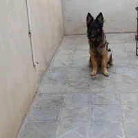 ژرمن