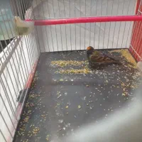 قناری نر بخون