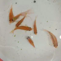 پمپ اکسیژن رایگان|ماهی|شیراز, شهرک فرهنگیان|دیوار