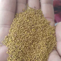 فروش بذر یونجه 6 چین پربازده اقلیم کردستان