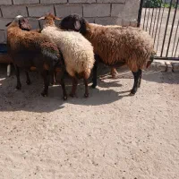 میش داشتی