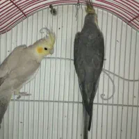 فروش عروس هلندی