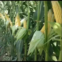 زمین-برای-هرکشتی-که-بخواهیداجارداده-میشود