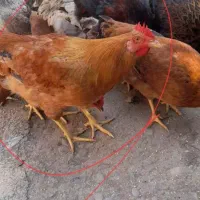 خروس زیبا