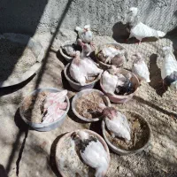 طوقی|پرنده|کنگاور, |دیوار