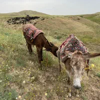 الاغ|حیوانات مزرعه|میانه, |دیوار