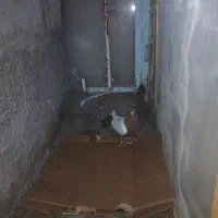 کبوتر سینه‌ای اصل|پرنده|ایواوغلی, |دیوار