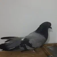 کفتر نر|پرنده|برخوار, |دیوار