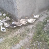 غاز محلی