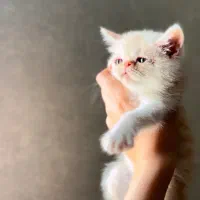 اگزوتیک نر سفید با چشم رنگی