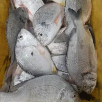 ماهی شوم تازه
