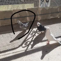 کفتر باخت رفته