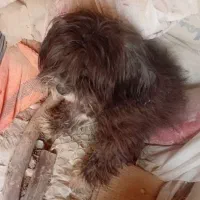 شهرستان رامشیر