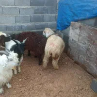 کهره وبره نرسبک